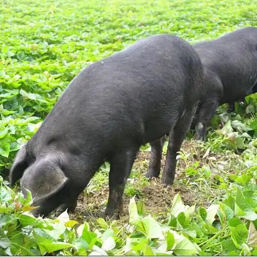 东辽黑猪