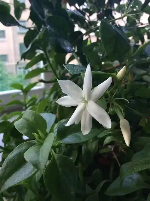 皮实耐寒的笔尖茉莉,重瓣的更好看,没啥病虫害|茉莉|笔尖|重瓣_新浪