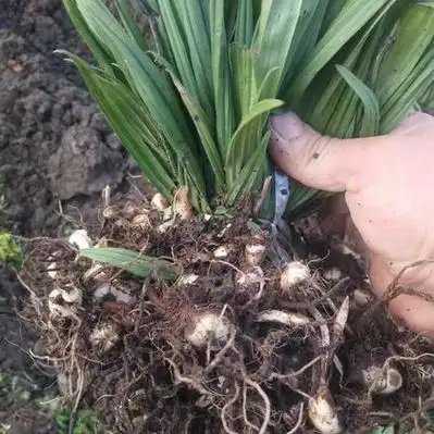 毛慈菇价格行情