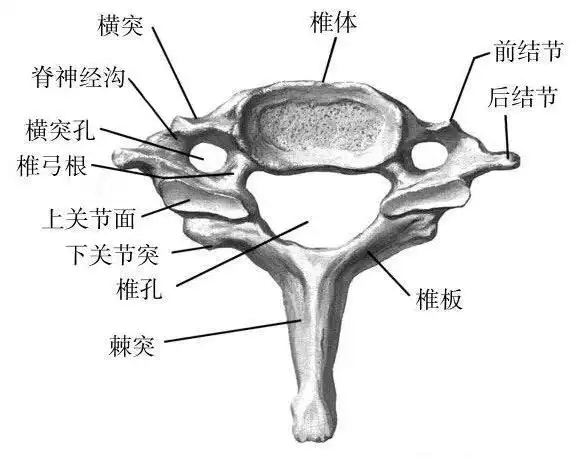 脊椎讲座福州骨科医院的专家剖析颈椎c1l5