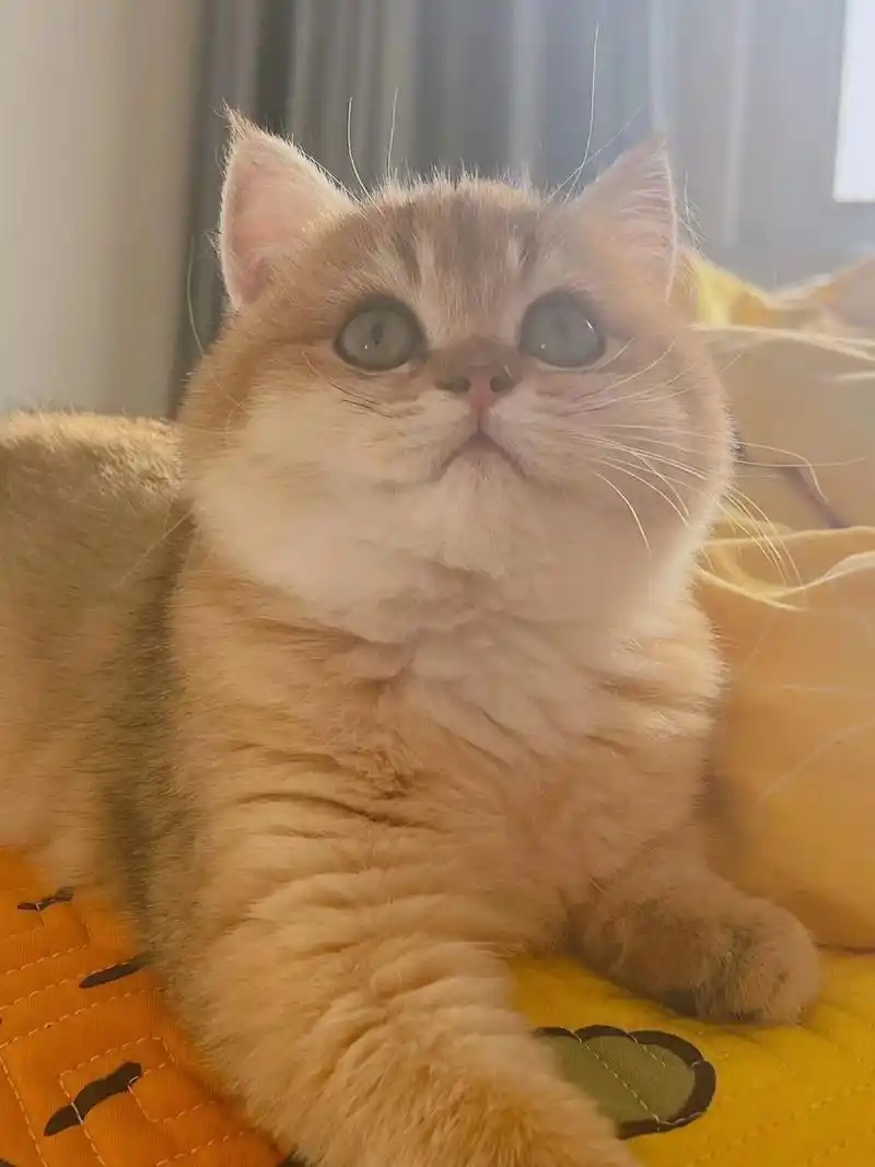 自己家11色金渐层小母噶噶可爱超级粘人绿眼真实图片支持上门看猫3个