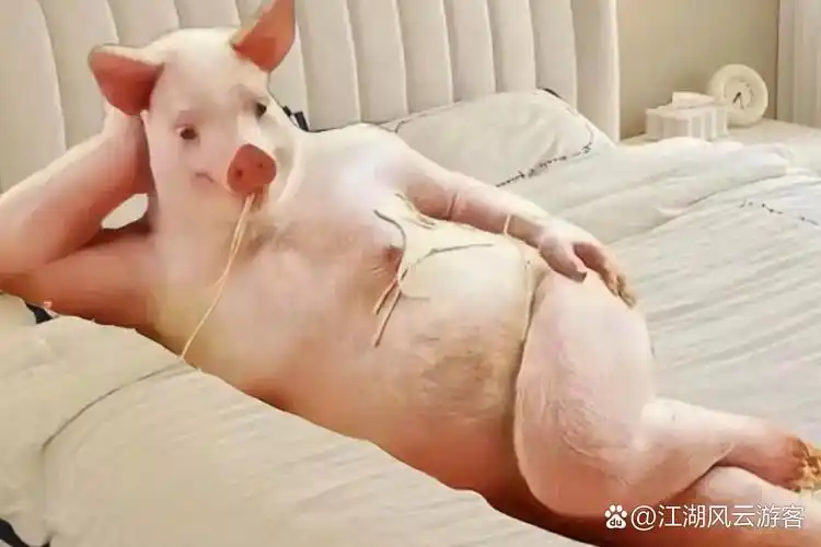 不会也学天蓬元帅一样掉猪圈里了吧.#热点引擎计划