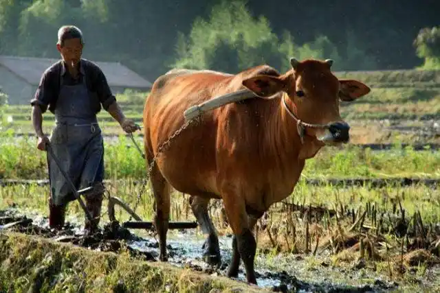 干活的牛