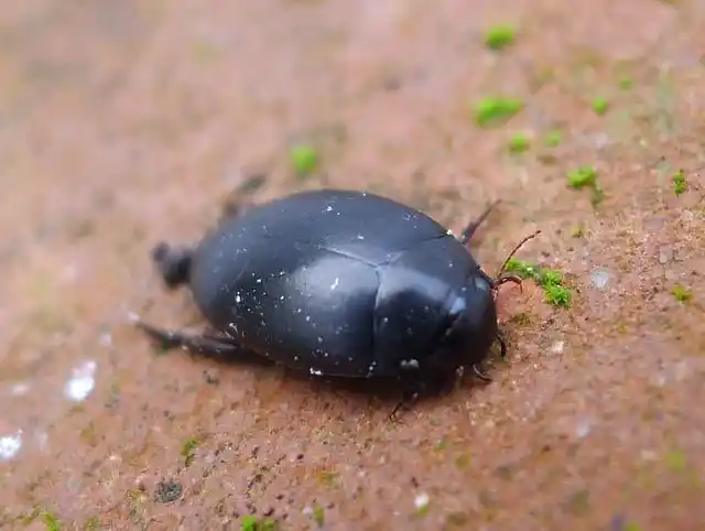 白色蠕动的虫子吃了会怎么样图6