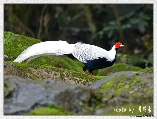 长尾白山鸡白鹇