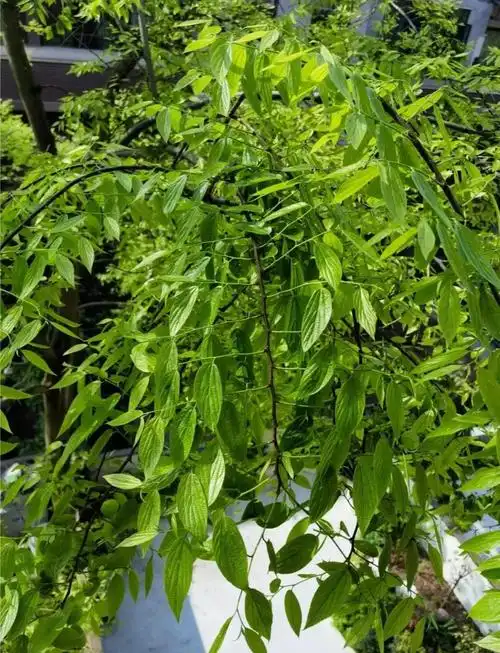 朴树:乡土树种中的景观新宠