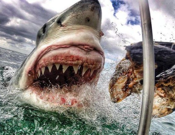 美国女子抓拍大白鲨吞食特写镜头 场面震撼(图)