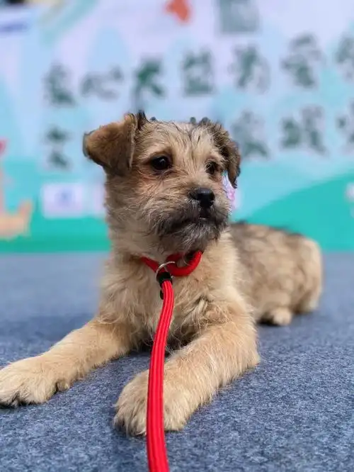 四个月雪纳瑞串串女孩无偿领养