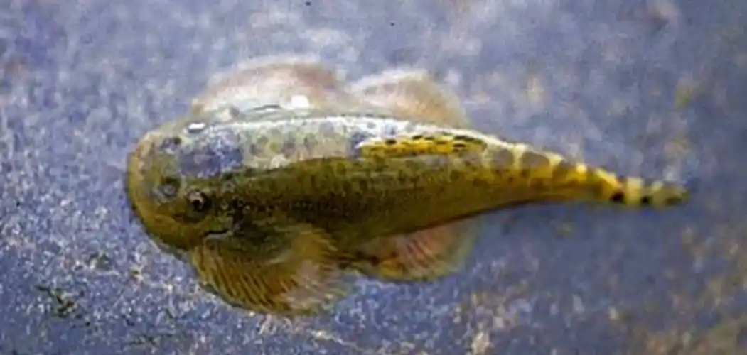 硬骨鱼的相关资料