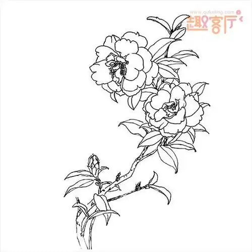 山茶花简笔画 画一朵漂亮的山茶花