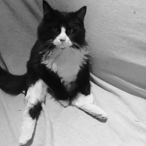 黑白长毛,叫小草有反应,昨晚南月溪村出走,有看到的吗?