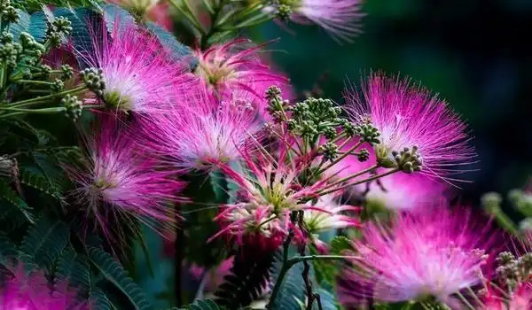 合欢花图片大全合欢花花语及寓意