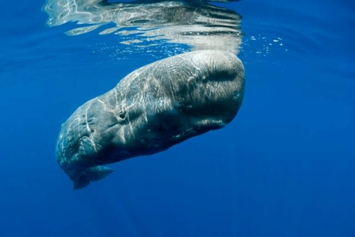 sperm whale 抹香鲸 [sp :m weil] 第1页