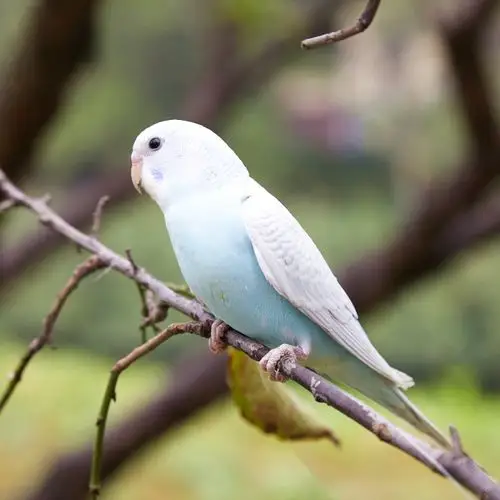 虎皮鹦鹉活鸟中小型会说说话宠物鸟活物手玄凤鸟