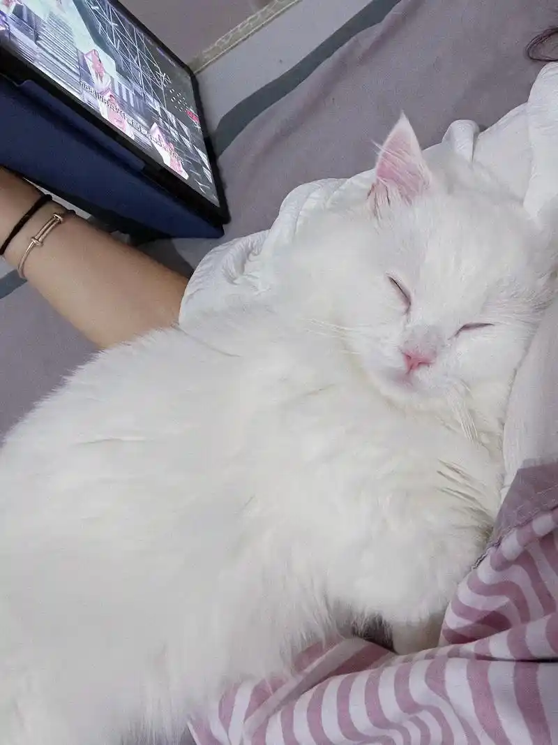 陪我看了一天电视了,现在趴在怀里睡着了,偷偷 - 抖音