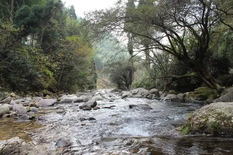 茶文化系列文章之八小种故里桐木关