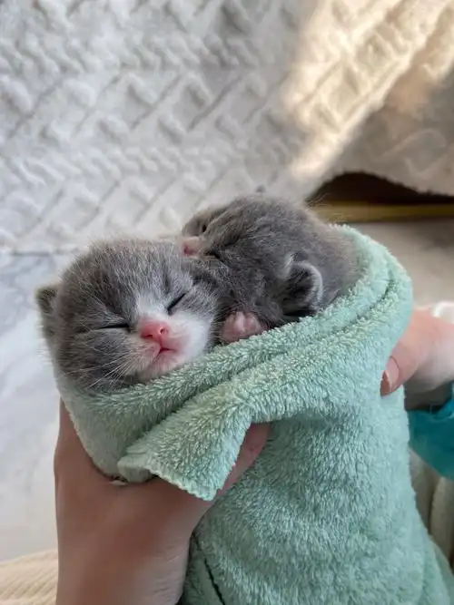 广州猫舍  #小奶猫  #吸猫  #花束  #猫咪日常#英短