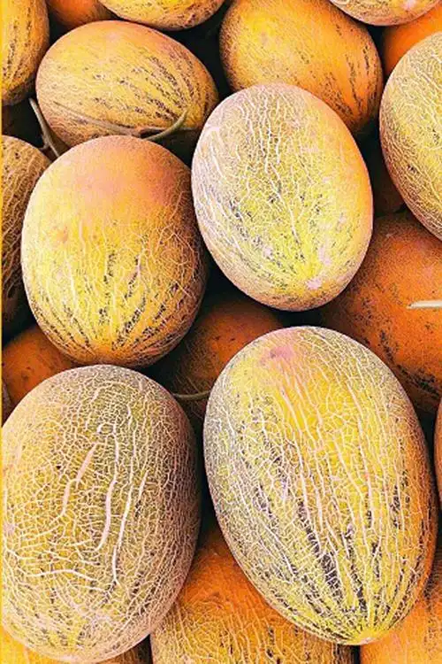 新疆特产伽师八六王瓜哈密瓜新鲜当季水果甜瓜现摘现发 精选 一箱1-2