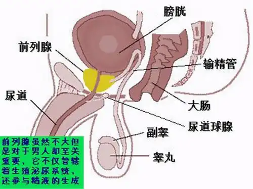男性做了结扎,和正常人有区别吗?
