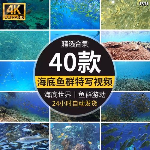 大海底世界唯美景色小鱼群成群游动观赏鱼海洋馆led视频背景素材