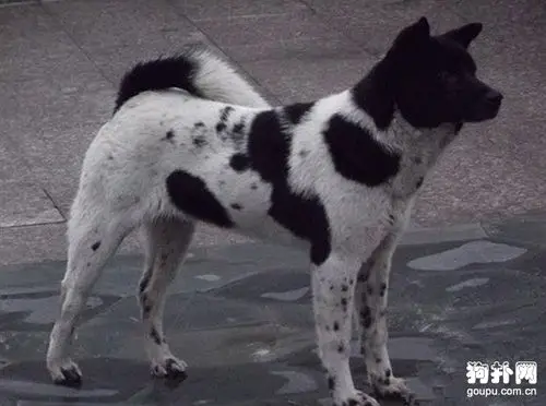 黑白花斑中华田园犬,帅到没狗友_土狗图片_狗扑中华田园犬网