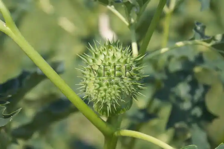 曼陀罗植物多刺的果实.曼陀罗照片摄影图片
