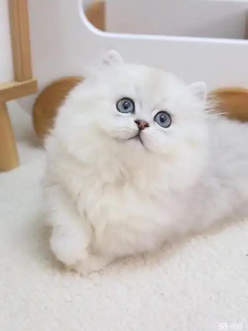 学会了自己上猫砂盆 金吉拉宝宝 超省心的伴侣宠物猫