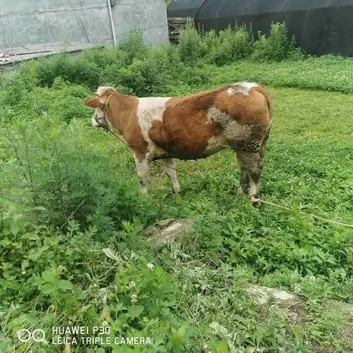 牛舌起红麻丁怎么治疗