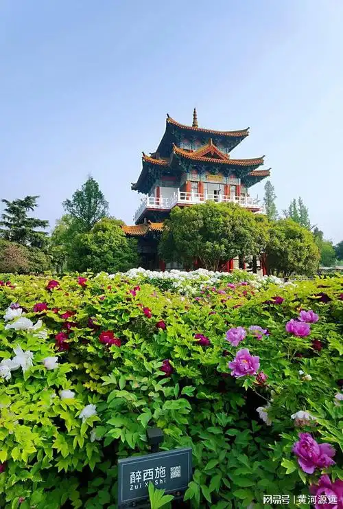 人间四月牡丹飘香绿牡丹提前绽放周末的洛阳王城公园真是热闹