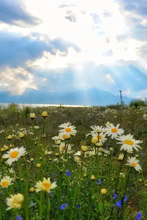 关于春天的图片春天自然风景图片