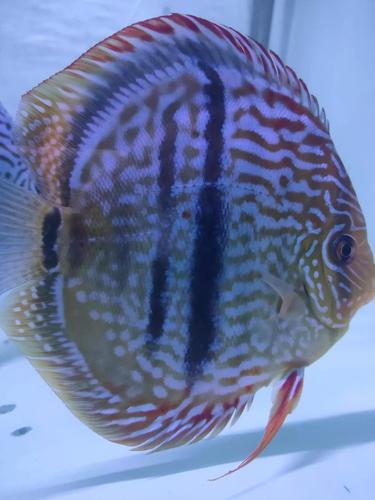 热带七彩神仙鱼马来立蛋老虎狗金体蜘蛛豹点白化白蝴蝶一栋仙鱼苗