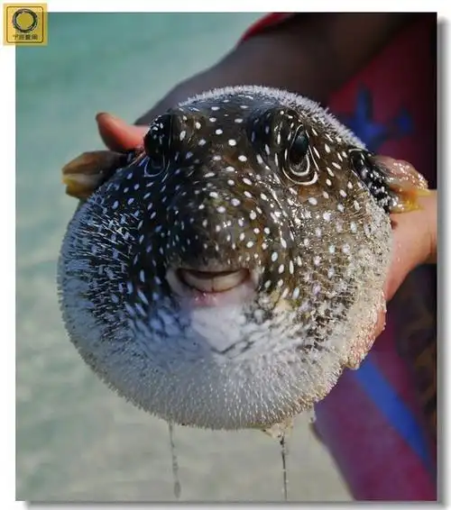 河豚和刺豚怎么分别