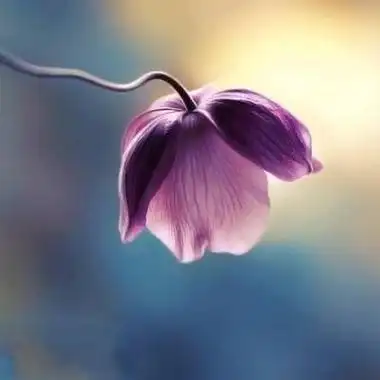 妈妈们用的微信头像花开富贵荷花