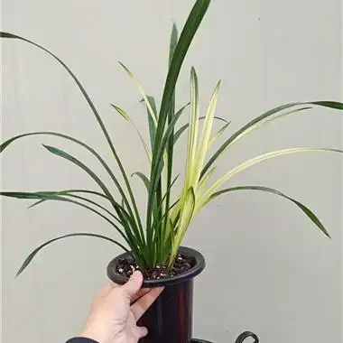 建兰 七彩神童 6壮苗 先明艺 - 中国兰花交易网