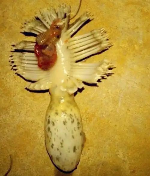 北海钓上来一个"不明生物",疑似变异的章鱼!(求365大神解答)