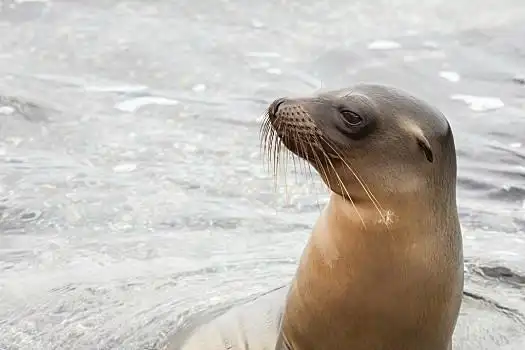 海狮,头部,高处,水面,水,流动,毛皮,擦亮,聚焦