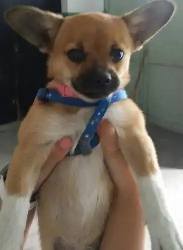 这只狗狗的品种