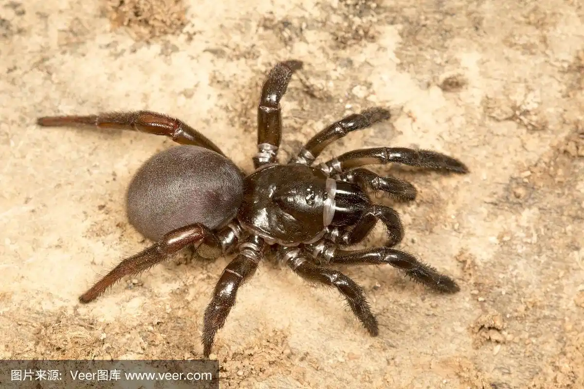 活板门蜘蛛,idiops sp.,巴纳瓦帕拉wls,恰蒂斯加尔邦.家庭idiopidae.