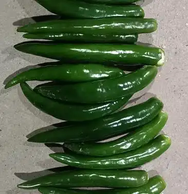 [美人椒批发]青美人大量上市价格0.70元/斤 - 一亩田