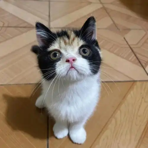 加菲蓝白串出来感觉也没那么丑