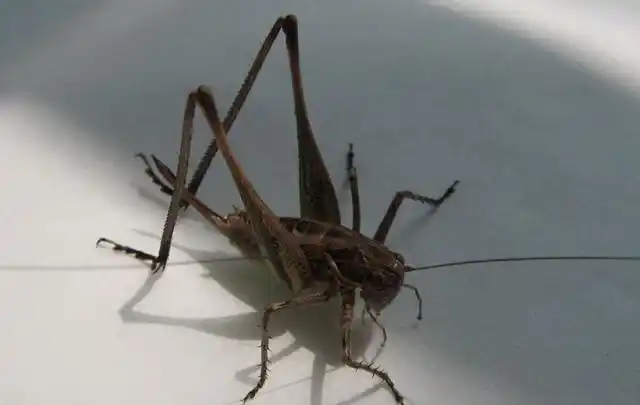 鸣虫种类有哪些