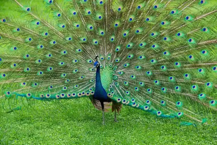 其它 西双版纳两日游               原始森林公园一日游 孔雀非常