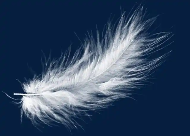 原创 心理测试:选出你最喜欢的一根羽毛,测你内心是女神还是女汉子?