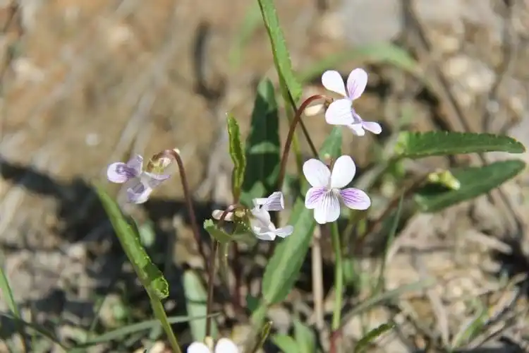 庆元植物1046堇菜科堇菜属戟叶堇菜