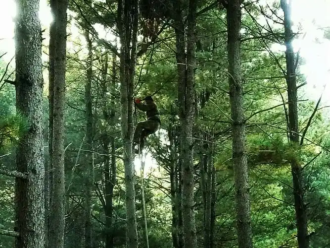 人工作业打松塔