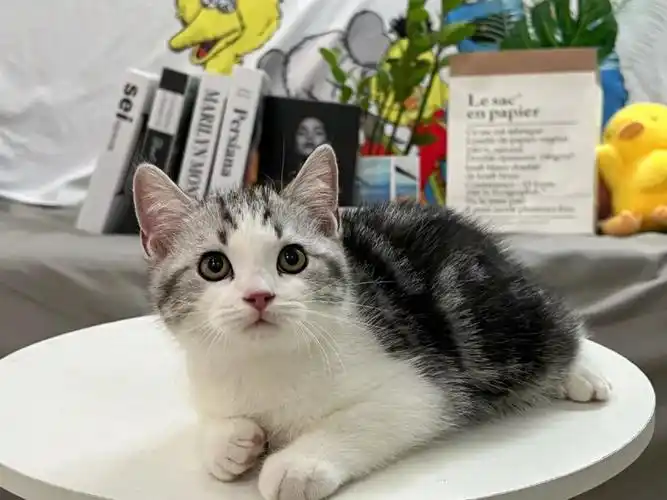 美短起司加白弟弟小胖子找新家啦