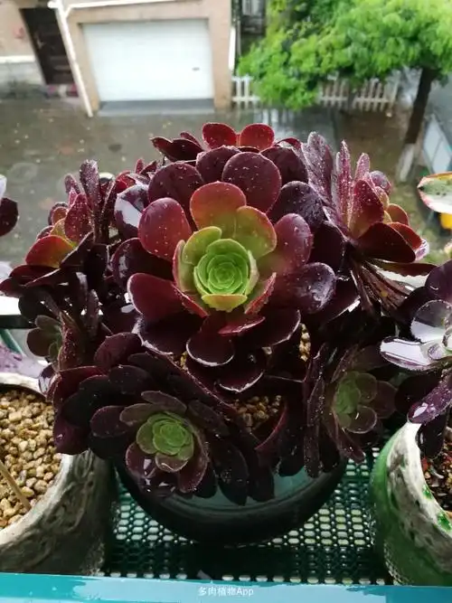 加油,我的欧紫!我最喜欢的法师!