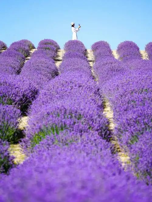 新疆旅行薰衣草花海这里是中国新疆