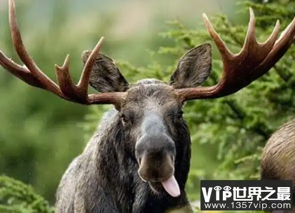 世界上最大的骆驼鹿长到3米,重达1吨