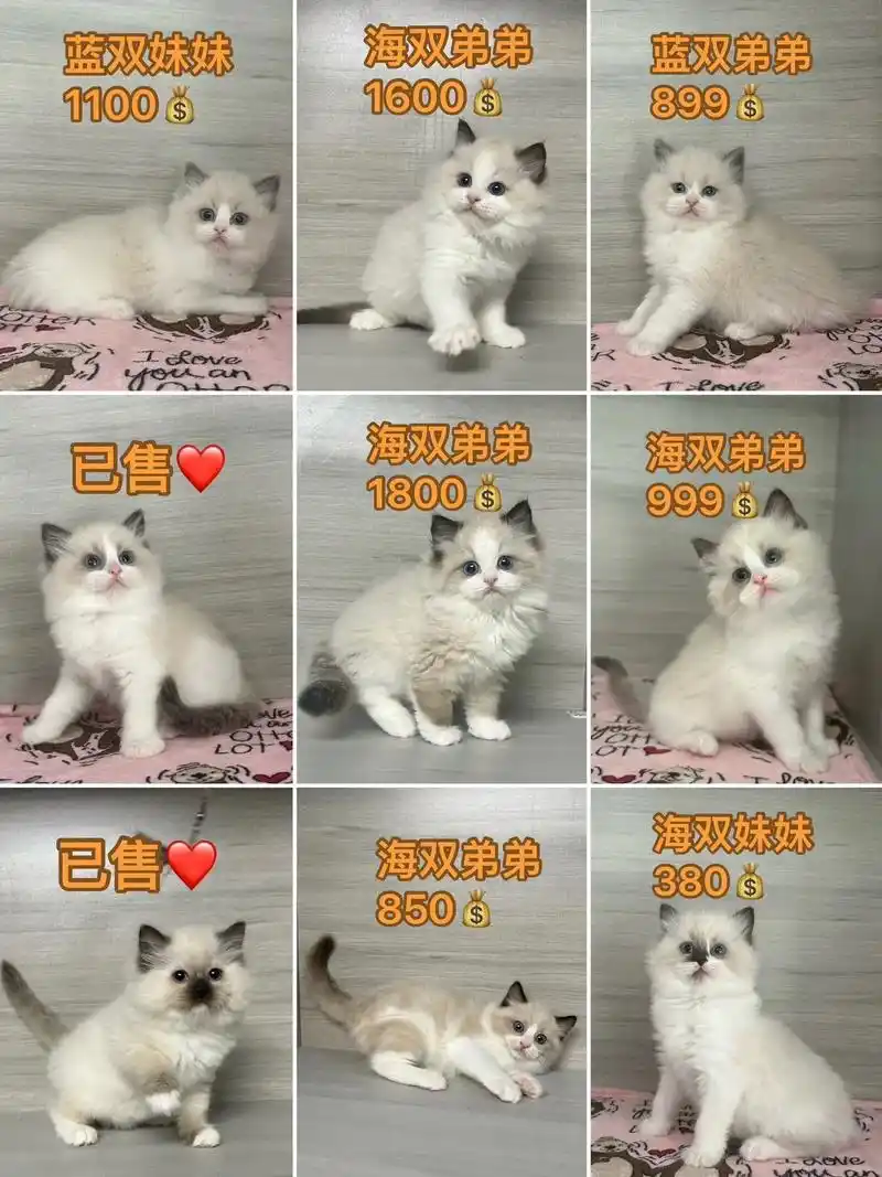 布偶猫全款399起找家啦!自家繁育布偶猫,特价找家啦,标 - 抖音